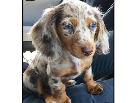 Sempatik bakışlı dachshund yavrularımız