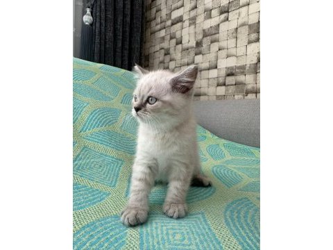Erkek british shorthair 2 aylık yavru