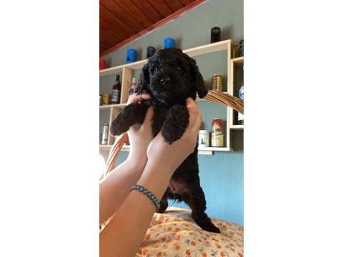 45 günlük 4 güzel toy poodle yavru