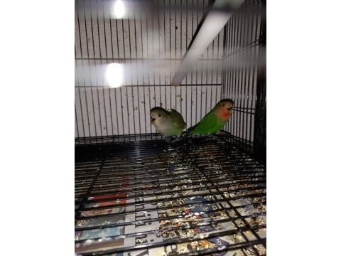 Yavru sevda papağanları