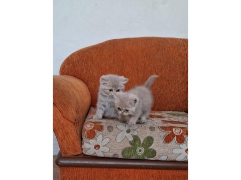 Son british shorthair yavru sağdaki