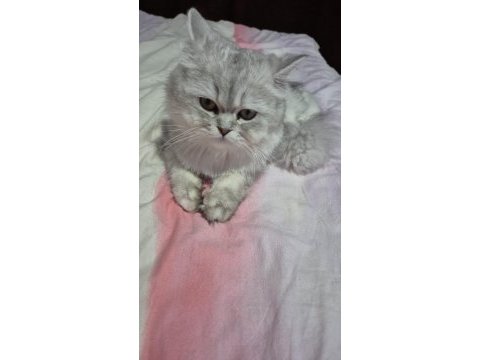 British longhair ücretsiz sahiplendirme
