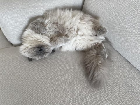 8 aylık british longhair silver cinsi