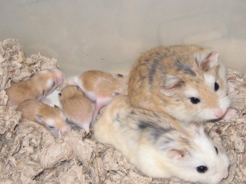 Campbells dwarf hamster mevcut