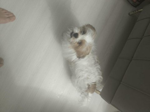 Terrier sağlıklı 4 aylık erkek köpeğimiz