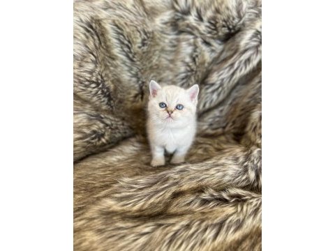 British shorthair ırkının en güzel örnekleri
