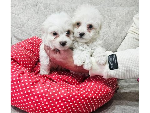 Maltese köpeği mini puppy