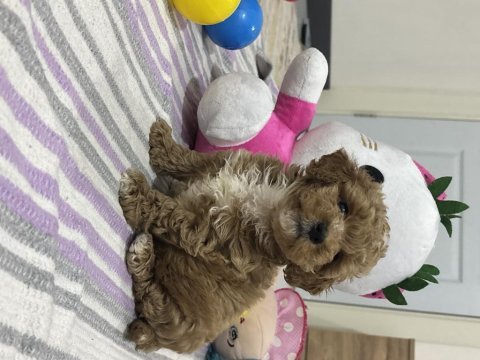 Maltipoo yavrumuz üst kalite