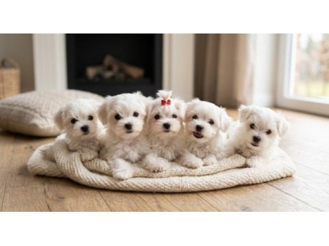 Core teacup maltese bebekler