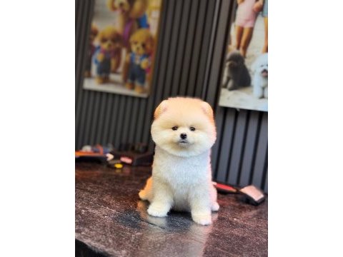 Sağlık ve ırk garantili pomeranian köpeği