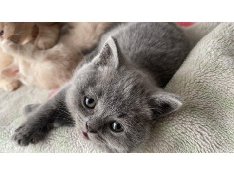 2 aylık orjinal british shorthair yavrularımız