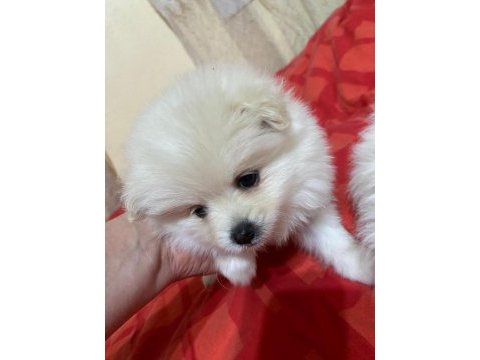 2 dişi pomeranian spitz - show line gülen yüz hatlı