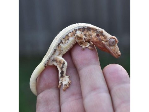 Sağlıklı ve uysal crested geckolar