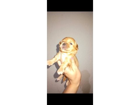Rezerve açık kg cm garantili tuvalet eğitimli köpekler