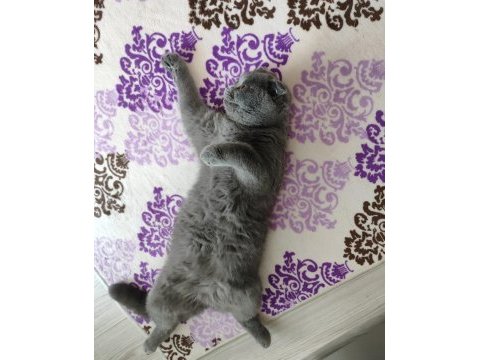 Ücretsiz scottish fold dişi