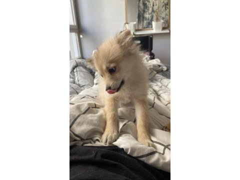 Pomeranian yavrular