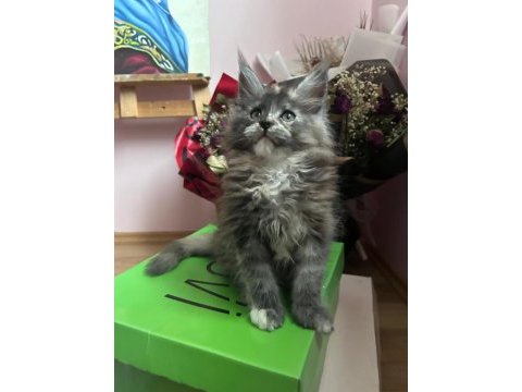 25.10 doğumlu teslime hazır maine coon yavruları