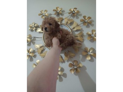 Toy poodle yavrular