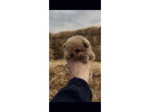 Micro orjinal kore toy poodle