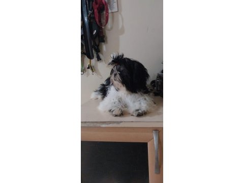 Shih tzu hipoalerjik