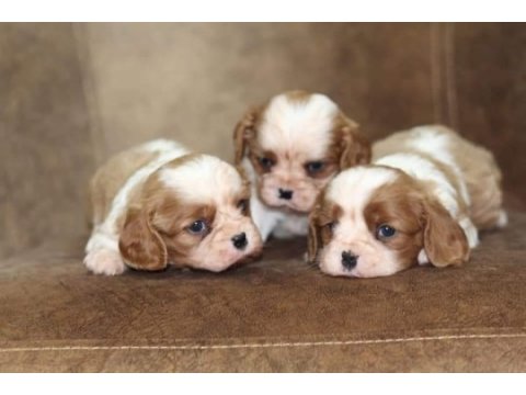 Cavalier king charles yavrular