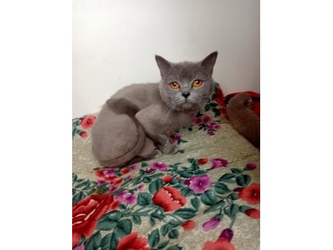 British shorthair kedilerimin hepsini veriyorum