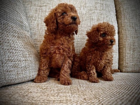 Kore bebekler toy poodle