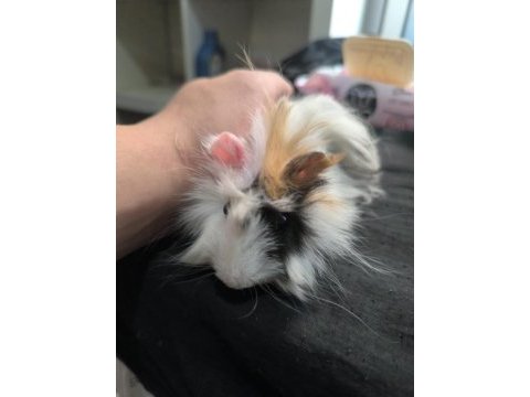 Ginepig evde beslemelik ısırmaz