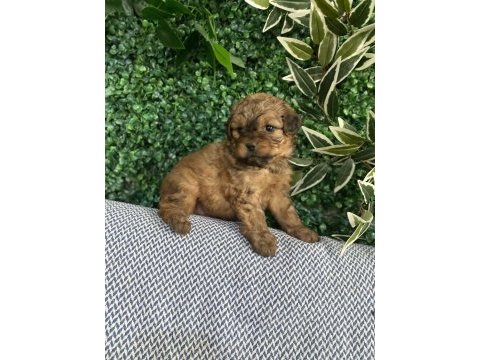 Tatlı mı tatlı maltipoo yavruları
