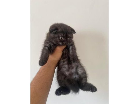 3 yavruda erkek scottish fold