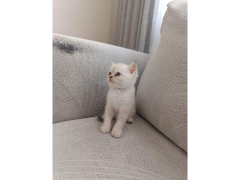 British shorthair kedimize güzel bir yuva arıyoruz