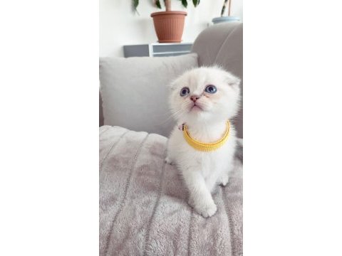Dünya tatlısı scottish fold