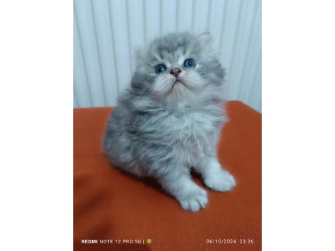 Anne baba scrli a kalite british longhair yavrularımız