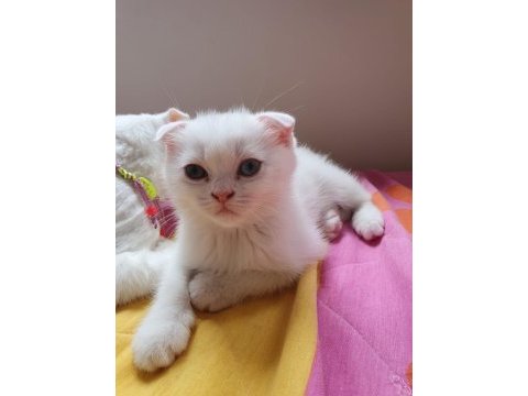 Pamuk scottish fold oğlum