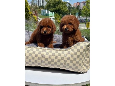 Toy poodle köpekler