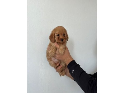 1 erkek 2 dişi poodle yavrularımız