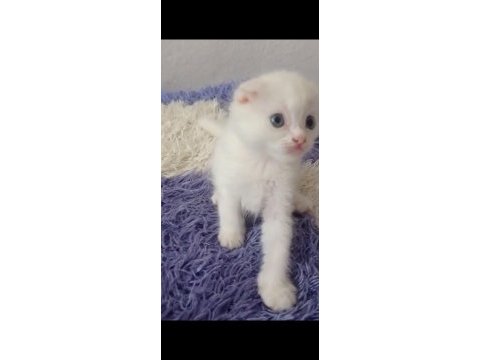 Sahibinden kedi