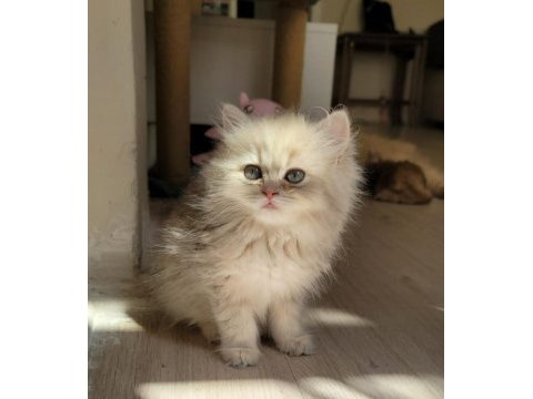 British longhair dişi yavrumuz