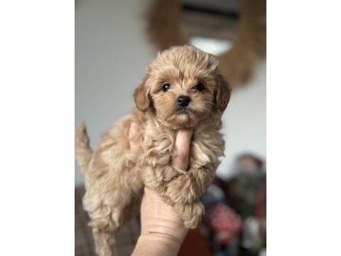Kore maltipoo teacup bebeğim