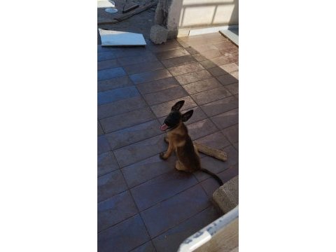 Belçika malinois köpeği