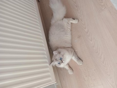 Oğluma yeni yuva arıyorum british longhair