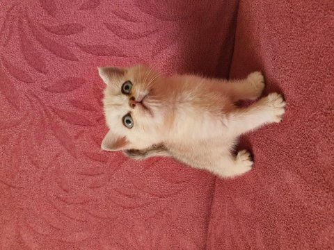 Ev ortamında büyümüş kedimin british shorthair yavrular