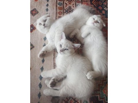 Scottish fold ömürlük yuvasını arıyor