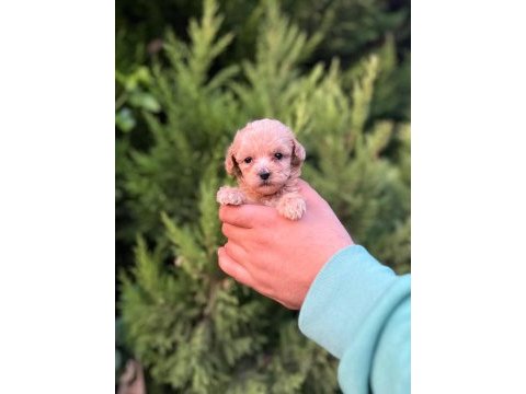 Her renk maltipoo yavrumuzu canlı görebilirsiniz