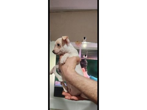 Orijinal elma kafa chihuahua yavruları bir dişi ve bir erkek