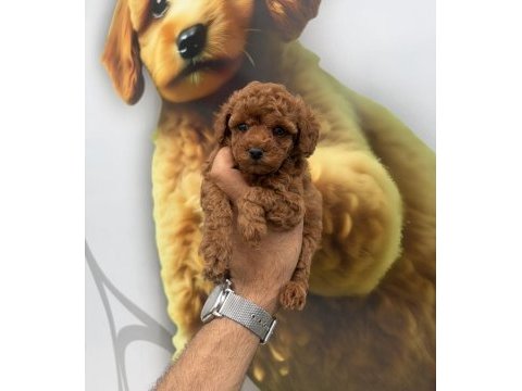 Toy poodle yavrularımız