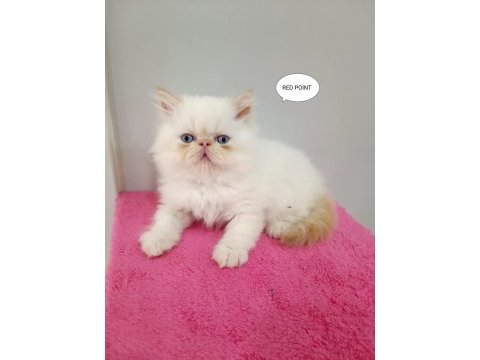 İran persian safkan sıfır burun mavi göz