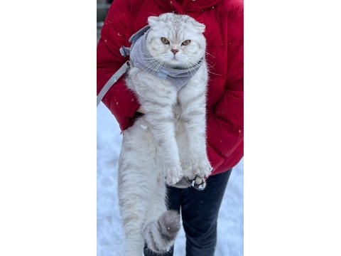 1 yaşında scottish fold