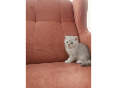 British shorthair ns11 silver point