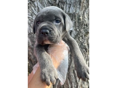 Heybetli üst kalite cane corso yavrular